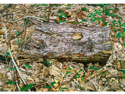 Ellen Altfest, Log, 2001, Oil on canvas, 61 x 94.4 cm, Image courtesy White Cube © Ellen Altfest / White Cube