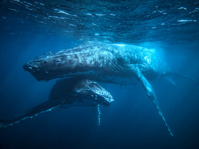 Two whales swimming together. The ‘law of the sea’, is the UN's legal framework for all marine and maritime activities; contains special provisions for the protection of the marine environment, obligating all nations to collaborate