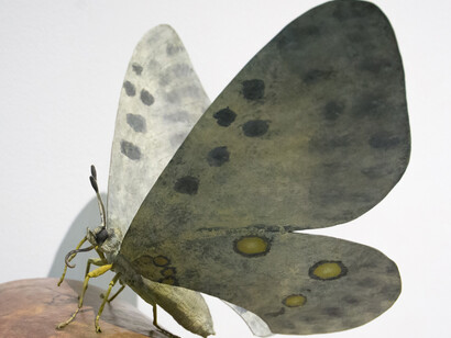 Invertebrados De Andalucía. Courtesy of Casa de la Ciencia