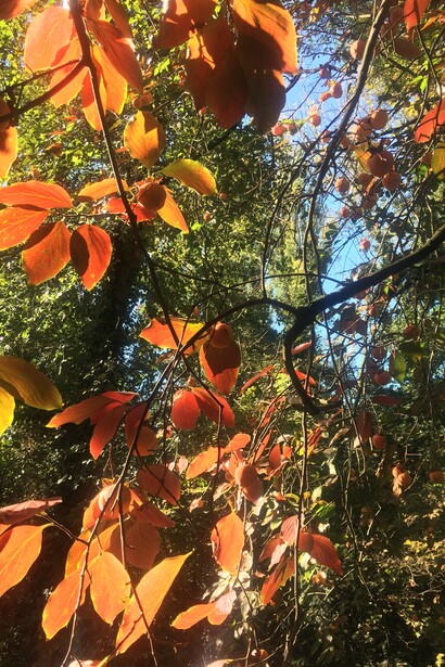 Diospyros kaki che si colora in autunno
