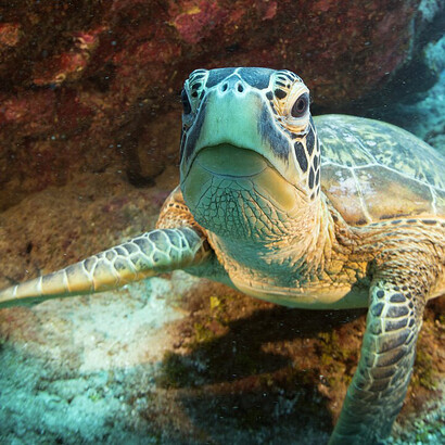 Pedro Vernet comenzó a trabajar con tortugas marinas en los años 70, motivado por encuentros impactantes en playas venezolanas como las de Morrocoy