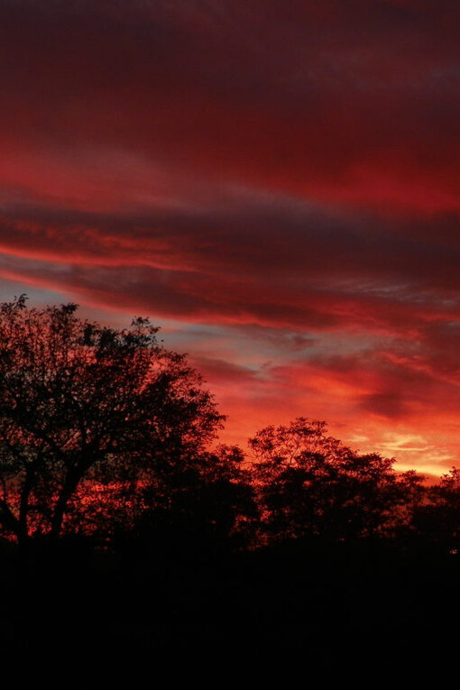 Atardecer en un bosque europeo