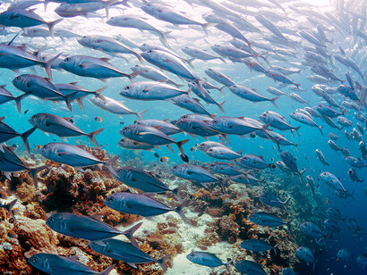 School of Jacks, ph. Aditya Havelia