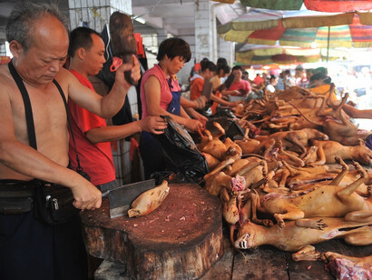 Yulin dog meat festival. Preparando los animales para su venta
