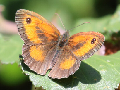 Gatekeeper sunning on Bramble, Titchfiled Haven © Gehan de Silva Wijeyeratne