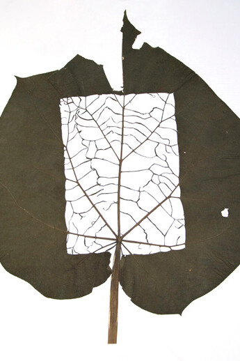 Utopia Botanica. Courtesy of Laure Roynette Gallery