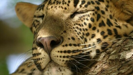 Leopard