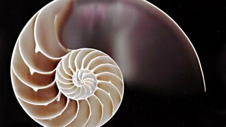 Concha con la forma de la espiral de Fibonacci