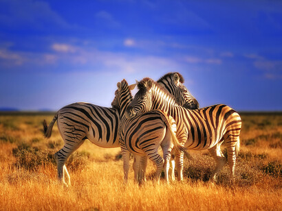 Sergio Pessolano, Zebre che riposano, Parco Nazionale di Etosha, Namibia. La testa delle zebre è molto pesante: durante il riposo, ognuna appoggia la testa sul dorso dell’altra, collaborando per avvistare in tutte le direzioni
l’avvicinarsi di eventuali predatori