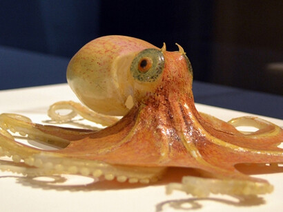 Sea Creatures in Glass. Courtesy of Harvard Museum of Natural History