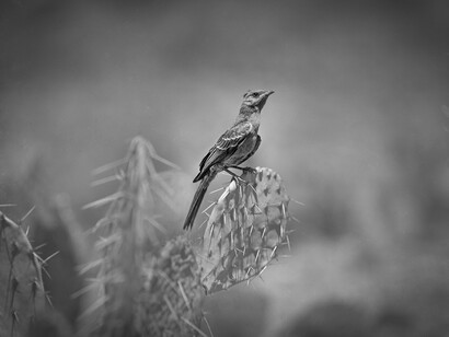 Birds on the Wire. Courtesy of Oregon Historical Society