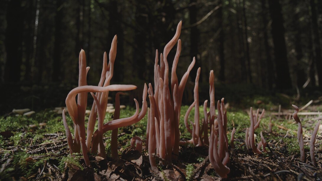 Liu Yujia,
Mushrooms, 2023 (still),
Single channel 4K film Color, stereo sound 13' 14"
© Liu Yujia.
Courtesy the artist