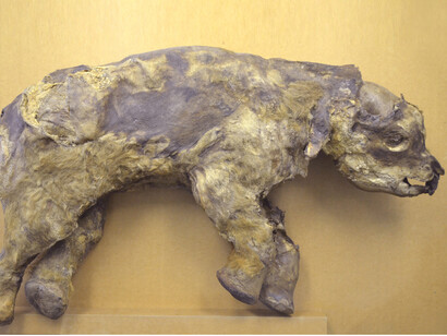 Masha the baby mammoth © Zoological Museum of the Russian Academy of Sciences, St Petersburg   
