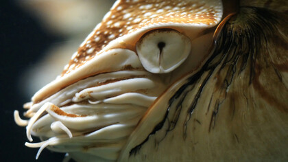 Acercamiento al ojo del Nautilus