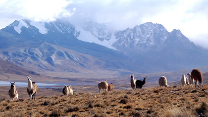 Llamas en los Andes bolivianos, con el nevado Huayna Potosí al fondo. La llama es un camélido sudamericano cuya crianza se extiende por las regiones altiplánicas de países como Perú, Bolivia, Argentina, Ecuador y Chile