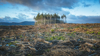 Image depicting a burned forest in Tasmania, Australia