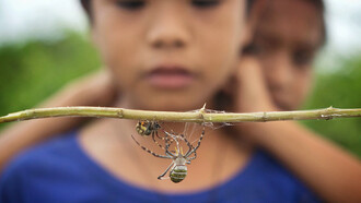 Traditional Filipino game of 'Spider Fighting'