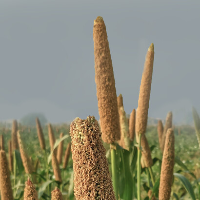 A pearl millet field in Haryana, India