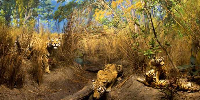 Hall of Biodiversity. Courtesy of American Museum of Natural History