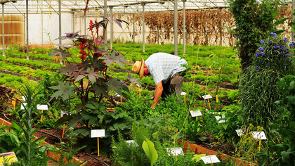 El agricultor Josep Pàmies desde su vivero en Balaguer, provincia de Lérida en Cataluña (Fotografía: Sabrina Guitart)