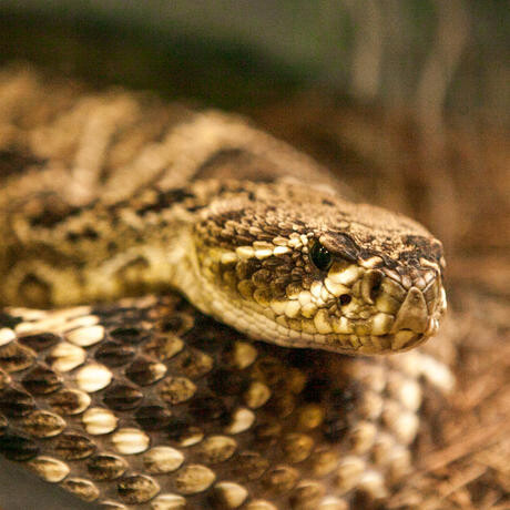 The Swamp. Courtesy of California Academy of Sciences