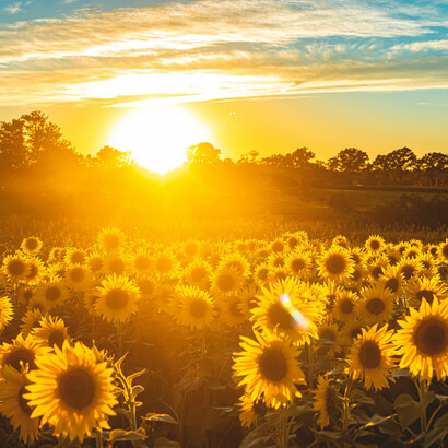 Sunflowers represent the importance of happiness as a basic human need 