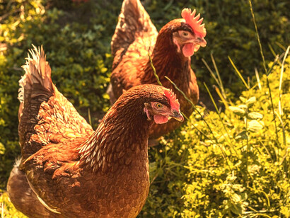 Par de gallinas de corral. Ni siquiera se le ocurrió preguntarle por el precio de la gallina