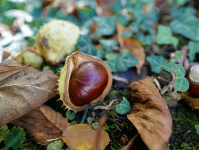 Flaubert esorta Guy de Maupassant a guardare un albero non facendosi accecare da ciò che già conosce