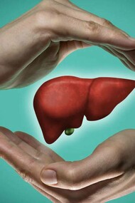 An illustration of the liver which has a unique capacity among organs to regenerate itself after damage