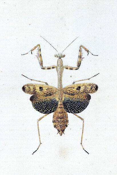 Cerbatana «Stagmomantis carolina»