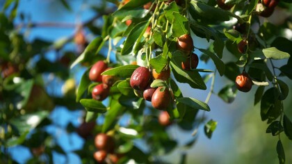 Il giuggiolo, originario del Medioriente, era diffuso già presso Greci e Romani