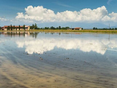 Risaie nei pressi del Canale Cavour