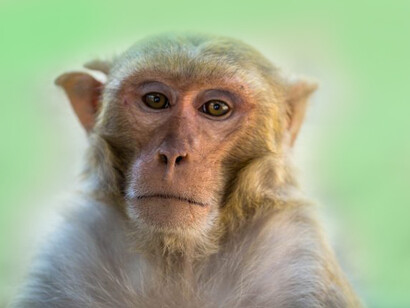 Macaca mulatta, è la specie che anche in cattività non modifica affatto la relazione madre-figlio/a 