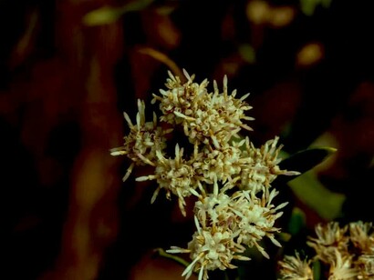 Baccharis salicifolia