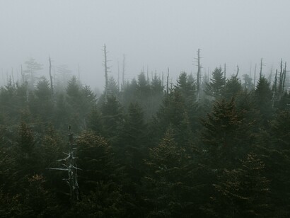 Planting billions and billions of trees to restore deforested or poorly managed forest