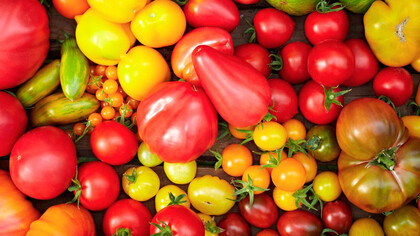 Recuerdo que fue en septiembre cuando apareció por los pasillos el coleccionista de jitomates