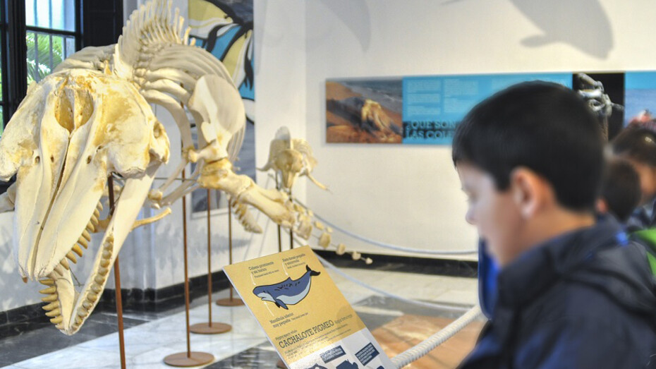 La mar de cetáceos en Andalucía. Courtesy of Casa de la Ciencia