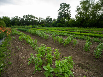 Proyecto de Expansión del Acceso Móvil a Alimentos, que responderá y mejorará la relación poco saludable con los sistemas alimentarios locales, 2022,  New Orleans. EE. UU.