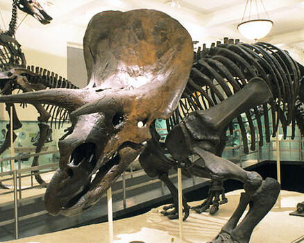 Hall of Ornithischian Dinosaurs. Courtesy of American Museum of Natural History
