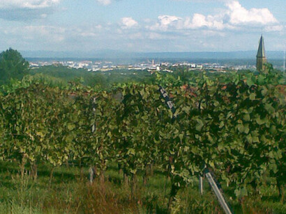 Vigneto dell'Alsazia, Francia