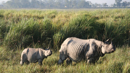 Kaziranga National Park