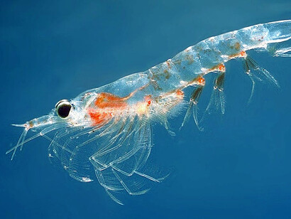 Meganyctiphanes norvegica