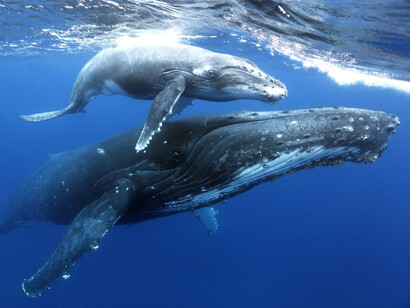 Las yubartas o ballenas jorobadas pueden vocalizar continuamente por espacio de veinticuatro horas