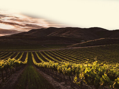 A stunning sunset casts its golden glow over vineyard-clad mountains, creating the perfect backdrop for an elite wine competition, where a distinguished panel of judges evaluates and celebrates the finest vintages with an unforgettable awards ceremony