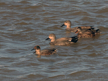 A flock of Gadwall swimming at Crossness (c) Gehan de Silva Wijeyeratne