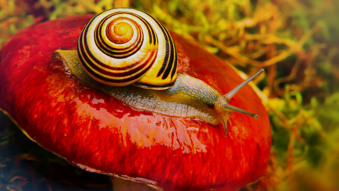Maybe nature is not a place, but a cataclysm of ecological systems