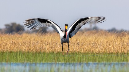Cicogna nota come Becco a sella africano, Okavango Delta, Botswana