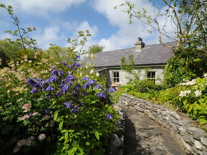 I Phormium dalle foglie sottili e purpuree sopravvivono bene nel clima atlantico, incuranti del vento. Foto di Enzo Valenti