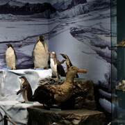 Life in the seas, exhibition view. Courtesy of the Latvian National Museum of Natural History