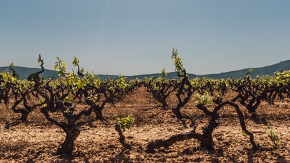 Coltura della vite e cambiamento climatico. Durante il periodo medievale la vite fu coltivata a maggiore altitudine, ad esempio in Valle d’Aosta fino a 1350 m. e verso il centro-nord dell’Europa, mentre nella P.E.G. la viticoltura non fu più praticata nella Scozia meridionale e nella Germania settentrionale